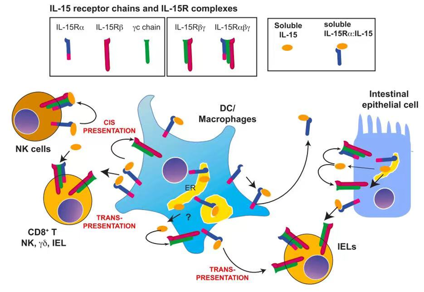 1757913702314170.png 640.png